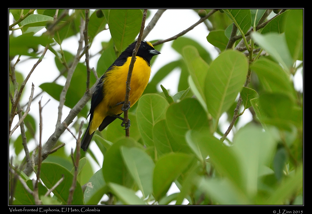velvet_fronted_euphonia_0574b[1]